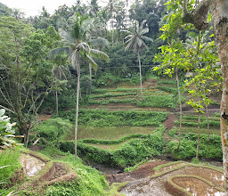 Alas Harum Bali photo