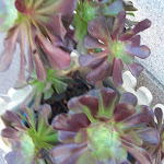 Photo n°4 de l'avis de Elvira.a fait le 09/11/2021 à 15:43 sur le  Cozinha da Lúcia à Gondifelos