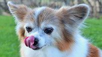Trinity's Pet Parlor - Photo 1 - Car repair in Highland, MI, South Lyon