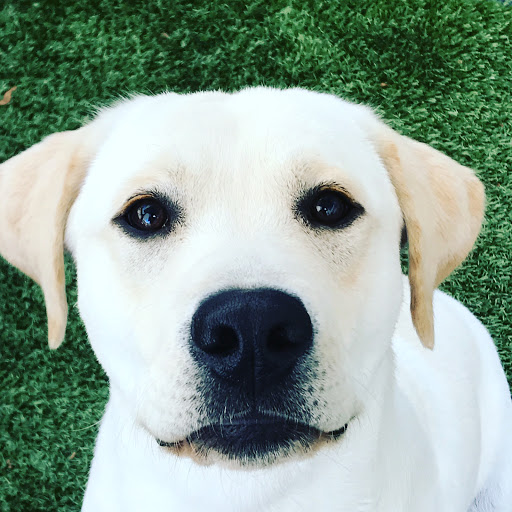 Dog Day Care Center «The Bowhaus Pet Company», reviews and photos, 2472 E Colorado Blvd, Pasadena, CA 91107, USA