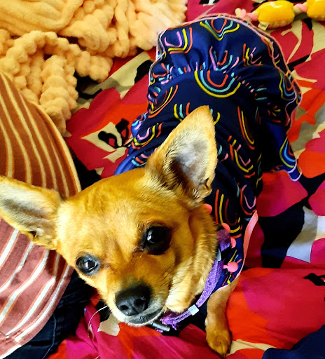 Pet Supply Store «Pet Supplies Plus», reviews and photos, 1235 Shaw Ave, Clovis, CA 93612, USA