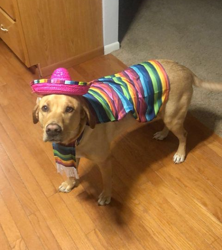 Pet Supply Store «Natural Pet Center», reviews and photos, 3037 13th Ave S, Fargo, ND 58103, USA