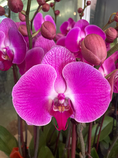 Florist «Pistils & Petals», reviews and photos, 1060 Alton Rd, Miami Beach, FL 33139, USA