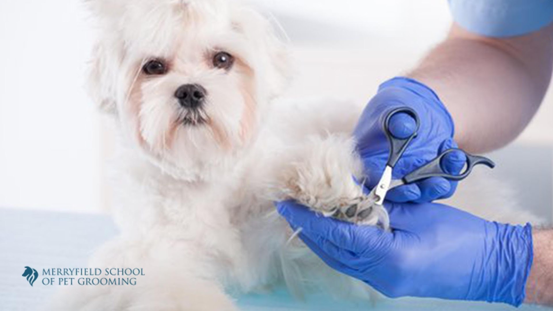 Merryfield School of Pet Grooming