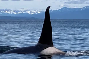 Catch of the day LLC Alaska, Hoonah whale watching. image