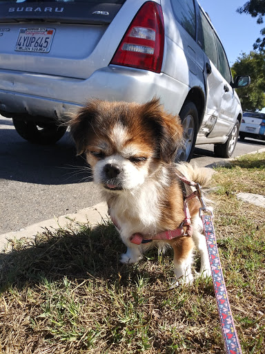 Pet Supply Store «Petco Animal Supplies», reviews and photos, 4663 Firestone Blvd, South Gate, CA 90280, USA