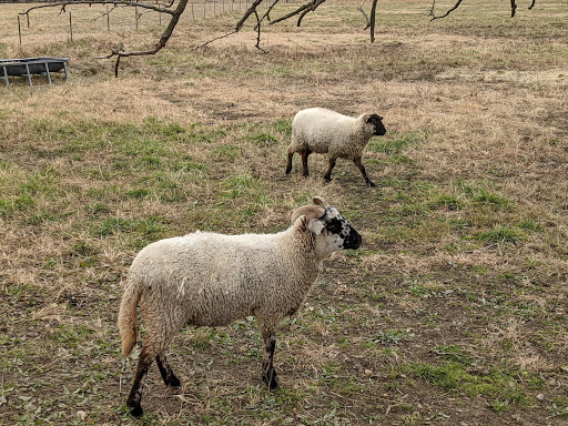 Livestock breeder Arlington