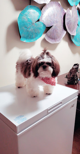 Pet Supply Store «Pet Supplies Plus», reviews and photos, 9430 W 159th St, Orland Park, IL 60467, USA