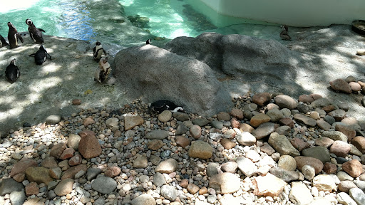 Zoo «Durhams Bear Canyon», reviews and photos, 3701 S 10th St, Omaha, NE 68107, USA