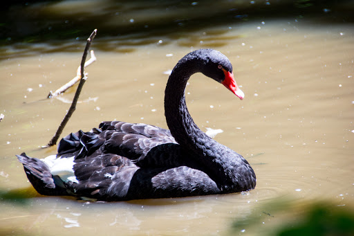 Zoo «Catoctin Wildlife Preserve and Zoo», reviews and photos, 13019 Catoctin Furnace Rd, Thurmont, MD 21788, USA