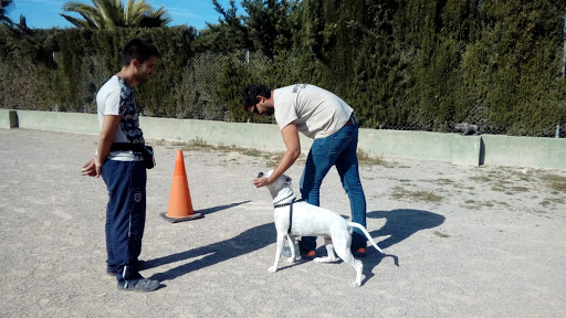 Adiestradores caninos y entrenadores de mascotas en Alcantarilla de 2024