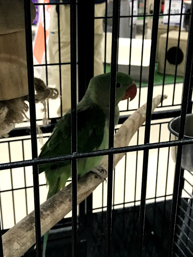 Parrot shops in Melbourne