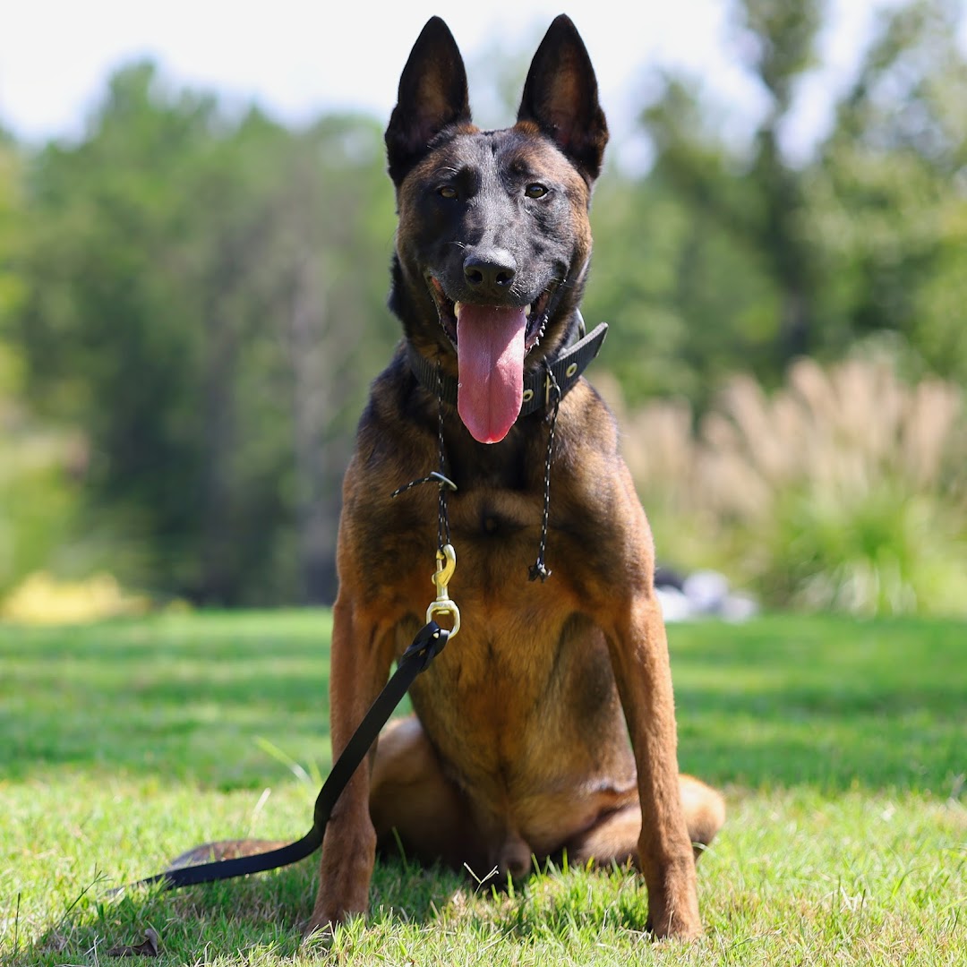 Hero K9 - Canine Protection & Training