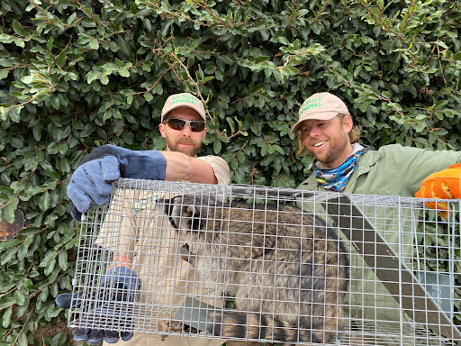 South Bend Raccoon Removal