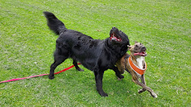 Sniffs and Giggles Dog Walking and Dog Training Services