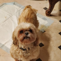 Lynns Loving Pet Care - Photo 7 - Car repair in Aurora, CO, Aurora