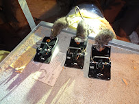 Salt Lake City Rodent Exterminator - Photo 5 - Car repair in Salt Lake City, UT, Salt Lake City