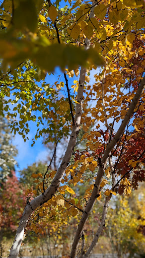 National Park «Voyageurs National Park», reviews and photos