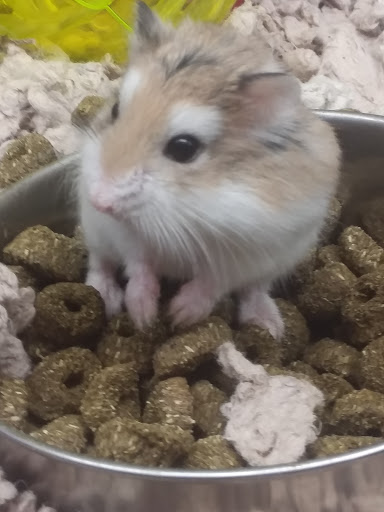 Pet Supply Store «PetSmart», reviews and photos, 3211 Peoples St, Johnson City, TN 37604, USA