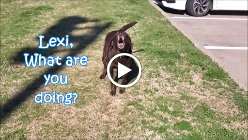 Pet Store «Earthwise Pet - Southlake», reviews and photos, 100 W Southlake Blvd #150, Southlake, TX 76092, USA