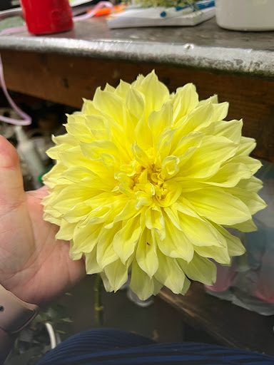 Florist «Downtown Flowers And Gift Shop», reviews and photos, 130 E Charlemont Ave, Kingsport, TN 37660, USA