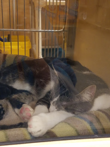 Pet Supply Store «PetSmart», reviews and photos, 2101 NJ-35, Holmdel, NJ 07733, USA