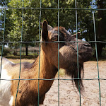 Photo n° 18 de l'avis de Tatiana.h fait le 18/07/2019 à 21:25 pour Animalia Parc à Naujac-sur-Mer