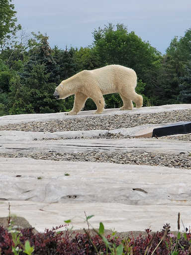 Zoo «Arctic Ring of Life», reviews and photos, 8450 W 10 Mile Rd, Royal Oak, MI 48067, USA