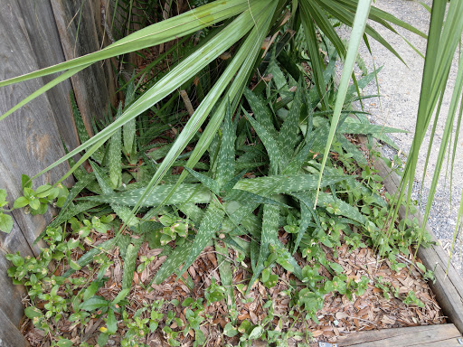 Amphitheater «Colonial Oak Outdoor Theatre», reviews and photos, 21 St George St, St Augustine, FL 32084, USA