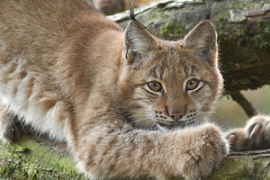 Tierpark Lange Erlen image