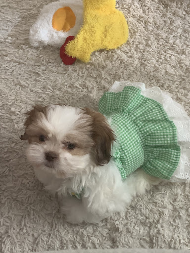 Pet Supply Store «Petco Animal Supplies», reviews and photos, 2807 Wilma Rudolph Blvd, Clarksville, TN 37040, USA