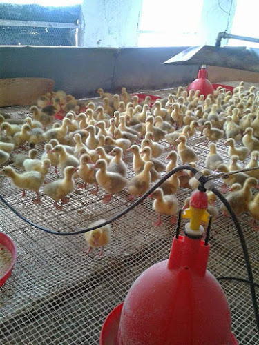 ΚΟΛΛΙΑΚΟΣ ΣΩΤΗΡΗΣ. Πτηνοτροφικη μονάδα - Ξυλουργός