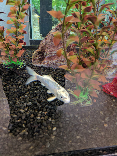 Pet Supply Store «Petco Animal Supplies», reviews and photos, 1065 Kennedy Rd, Windsor, CT 06095, USA