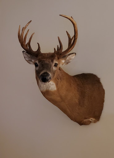 Andy Nimmons Taxidermy
