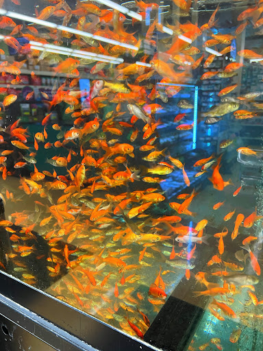 Pet Supply Store «Pet Supplies Plus», reviews and photos, 175 Memorial Ave, West Springfield, MA 01089, USA