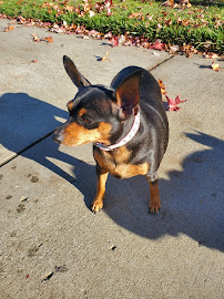 Tj's All Pet Care Service - Photo 8 - Car repair in Fairfield, CA, Vallejo