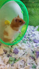 Best Places To Buy A Hamster In Seattle Near You