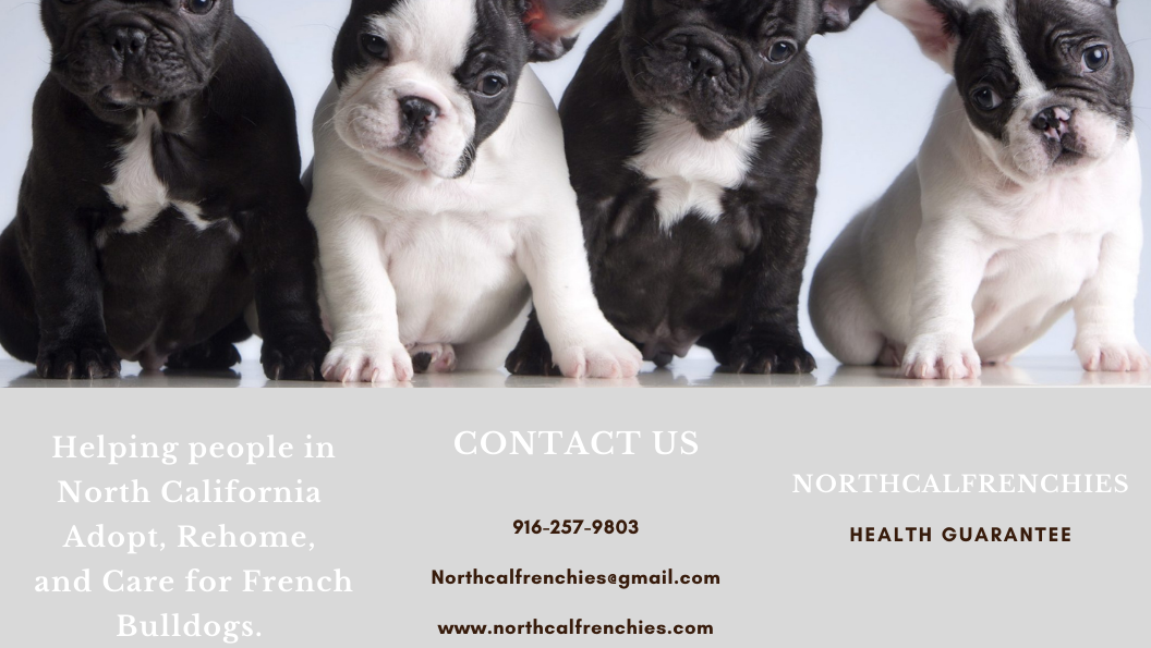 NorthCalFrenchies