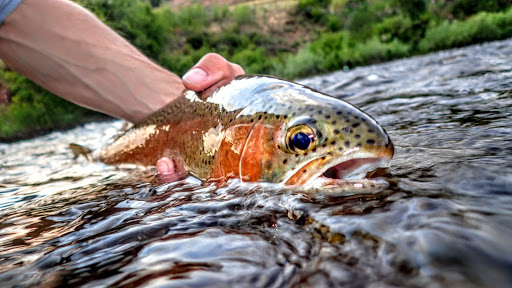 Fishing Charter «Fly Fishing Outfitters», reviews and photos, 1060 W Beaver Creek Blvd, Avon, CO 81620, USA