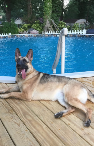 Pet Supply Store «Pet Supplies Plus», reviews and photos, 2801 Wade Hampton Blvd #100, Taylors, SC 29687, USA