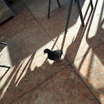 Photo n°4 de l'avis de Christophe.e fait le 27/12/2019 à 20:23 sur le  Can the Can Lisboa à Lisbon