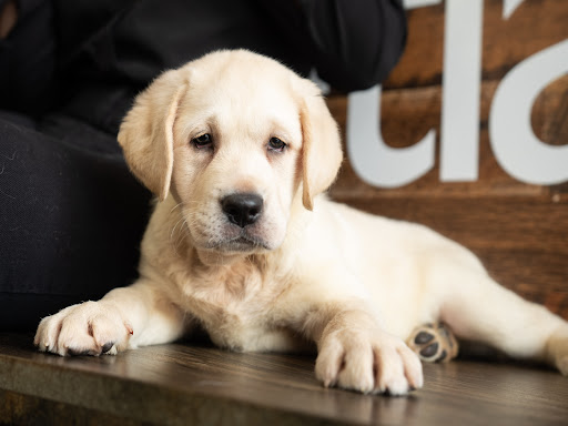 Pet Store «Petland of Plantation», reviews and photos, 801 S University Dr, Plantation, FL 33324, USA