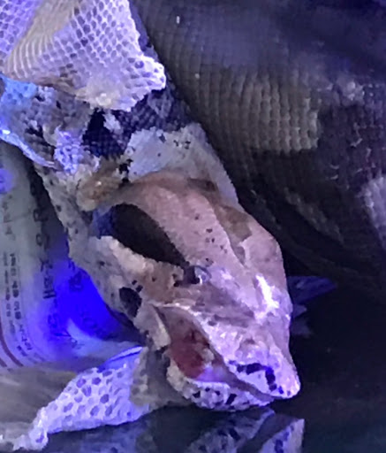 Pet Store «34 Pet Shop», reviews and photos, 3434 W Slauson Ave, Los Angeles, CA 90043, USA