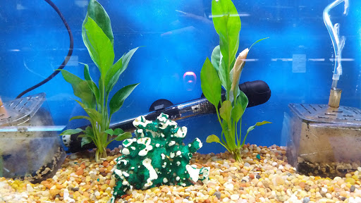 Tropical Fish Store «Petland Discounts - Hylan», reviews and photos, 2712 Hylan Blvd, Staten Island, NY 10306, USA