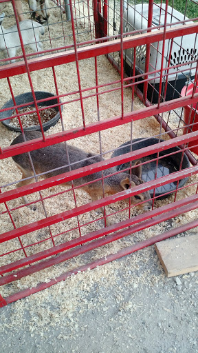 Fairground «Southern Iowa Fair», reviews and photos, 615 N I St, Oskaloosa, IA 52577, USA