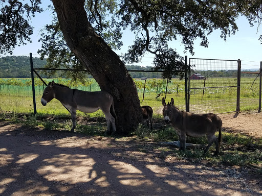 Winery «Chisholm Trail Winery», reviews and photos, 2367 Usener Rd, Fredericksburg, TX 78624, USA