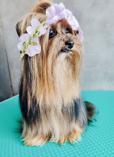 Pensioni per cani e dog hotel a Dolly e Lul