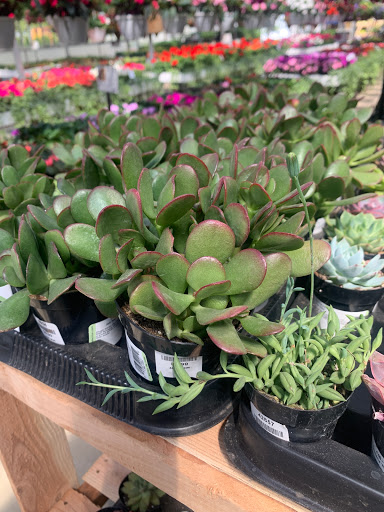 Florist «James Saunoris & Sons», reviews and photos, 6000 W 111th St, Chicago Ridge, IL 60415, USA