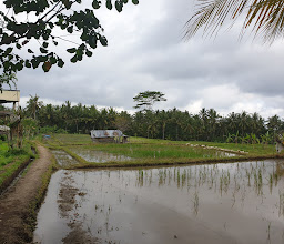 Sari Organik photo