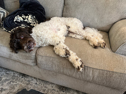 Pet Supply Store «PetSmart», reviews and photos, 9905 E Independence Blvd, Matthews, NC 28105, USA